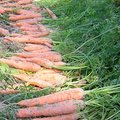 Les maladies de la carotte