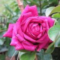 Rose 'Restos du coeur'