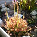 Drosera capensis - Plante carnivore