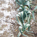 Arrachage et récolte des poireaux en hiver