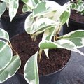 Bouturer à l'étouffée le ficus benjamina