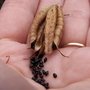 La récolte de graines de fleurs au jardin