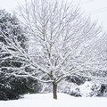 Dégâts de la neige sur les arbres