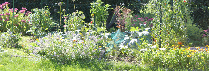 Des légumes vivaces pour toujours