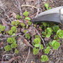 Taille du sedum kamtschaticum