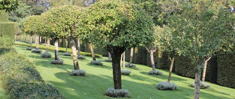 Petites boules de santoline qui habillent le pied des pommiers au Jardin d'Eyrignac