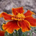 Quelles fleurs semer en mars au jardin ?