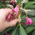 Enlever les fleurs fanées du rhododendron