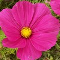 Quelles fleurs semer ou planter en avril au jardin ?