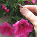 Fleurs fanées de pétunias