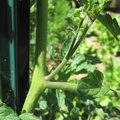 Comment tailler les tomates ?