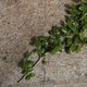 Quels arbustes ou plantes bouturer en juillet-août ?