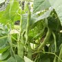 Haricots, source d'azote