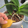 Phalaenopsis malade : feuille jaune