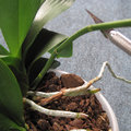 Taille d'une hampe florale d'un phalaenopsis