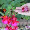 Fleurs fanées de fuchsias