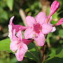 Tailler les arbustes à floraison estivale