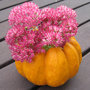 Transformer une courge en vase