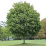 Plantation d'un arbre