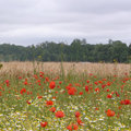 Concours de poésie Nature