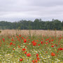 Concours de poésie Nature