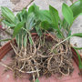 Plantation de muguet dans un pot