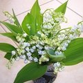 Plantation de muguet au jardin