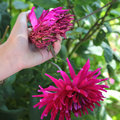 Fleurs fanées de dahlias