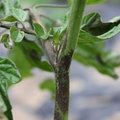 Le mildiou de la tomate