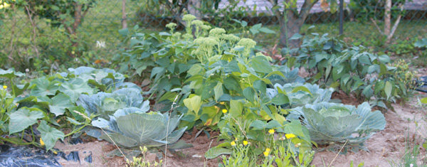 Au jardin potager