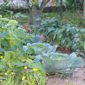 Le jardinage en octobre