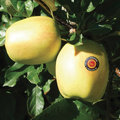 Les pommes AOP du Limousin