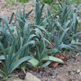 Le potager en janvier : que faire ?