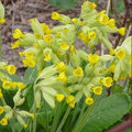 Tailler la primevère officinale