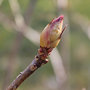 Les bourgeons et le printemps