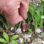 Après le semis des légumes, l'éclaircissage