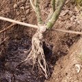 La plantation d'un rosier à racines nues
