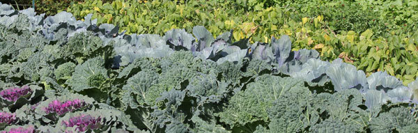 Un potager nourricier toute l'année