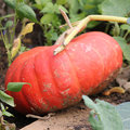 Calendrier de récolte des légumes