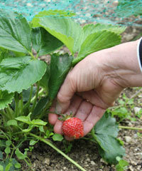 Une Petite Fraise Raidie N'a Pas été Récoltée Dans Une Fraise