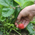 La récolte des fraises