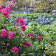 Le potager en septembre
