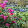 Le potager en septembre