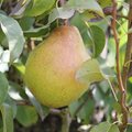 L'entretien des arbres fruitiers au printemps