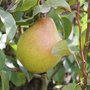 L'entretien des arbres fruitiers au printemps