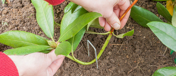 Comment multiplier le rhododendron ?