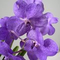 Taille des racines d'une Vanda (orchidée)