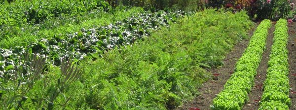 Changement de saison au potager