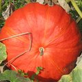 Le potager en octobre