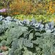 Novembre : que faire au potager ?
